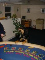 gamblepup