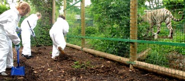 Tiger enclosure dig