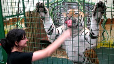 Tiger licking cage